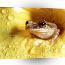 Frog Rest Stop Florida A1 Xlarge Canvas
