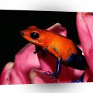 Frog Strawberry Poison A1 Xlarge Canvas
