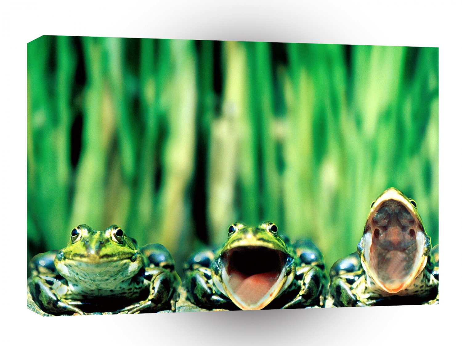 Frog Three Tenors A1 Xlarge Canvas