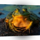 Frog Total Contentment Bull A1 Xlarge Canvas