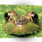 Frog Under The Camouflage A1 Xlarge Canvas