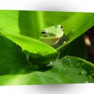 Frogs Green Leaves A1 Xlarge Canvas