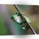 Frogs Holding On Tight A1 Xlarge Canvas