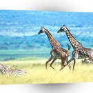 Giraffe Big Run On The Field A1 Xlarge Canvas