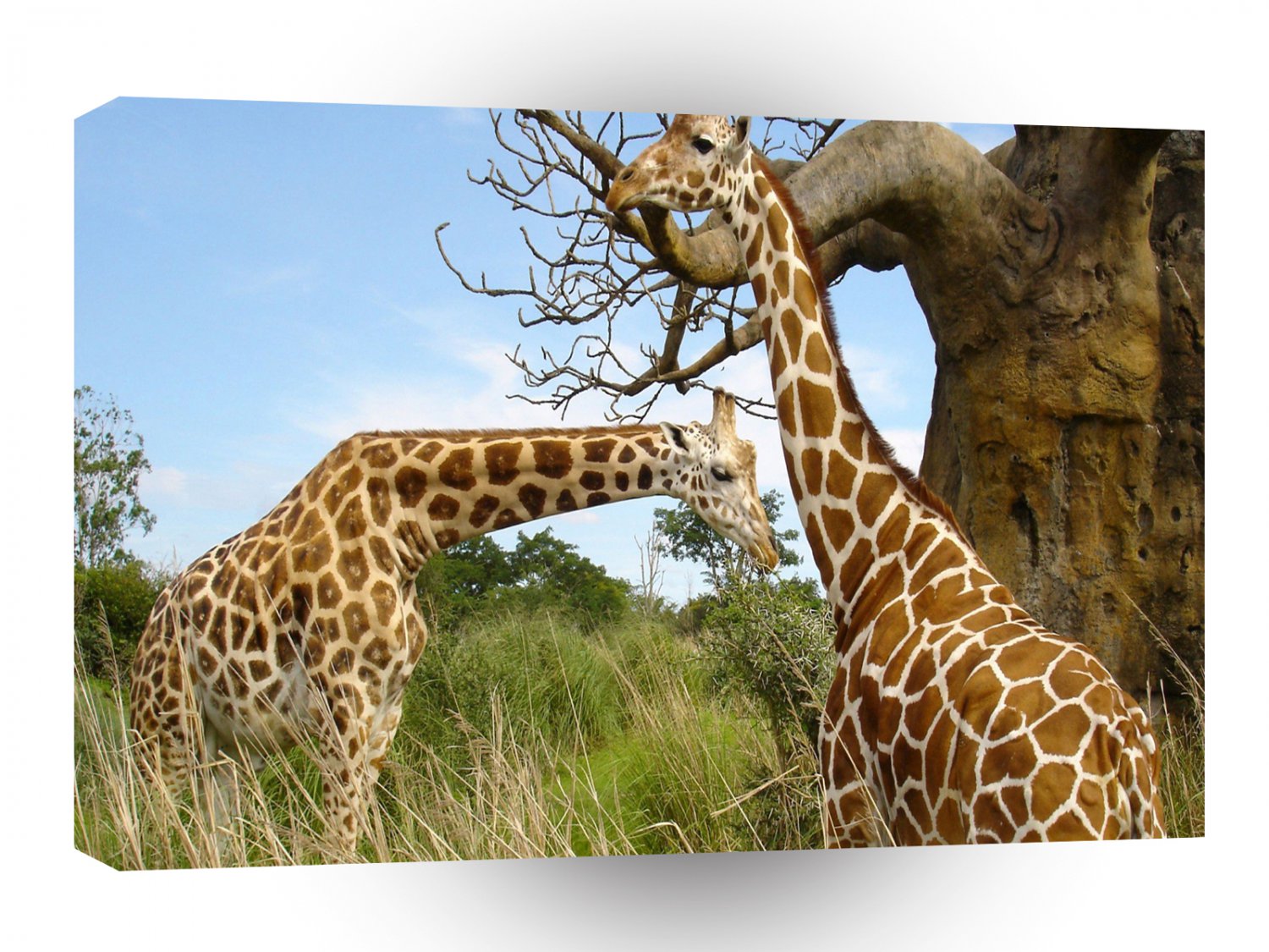 Giraffe Big Tree Gathering A1 Xlarge Canvas