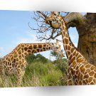 Giraffe Big Tree Gathering A1 Xlarge Canvas