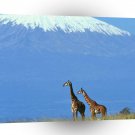 Giraffe Friendly View Kilimanjaro Kenya A1 Xlarge Canvas