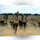 Giraffe Great Stampede A1 Xlarge Canvas
