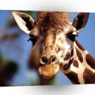 Giraffe Happy Mellow A1 Xlarge Canvas