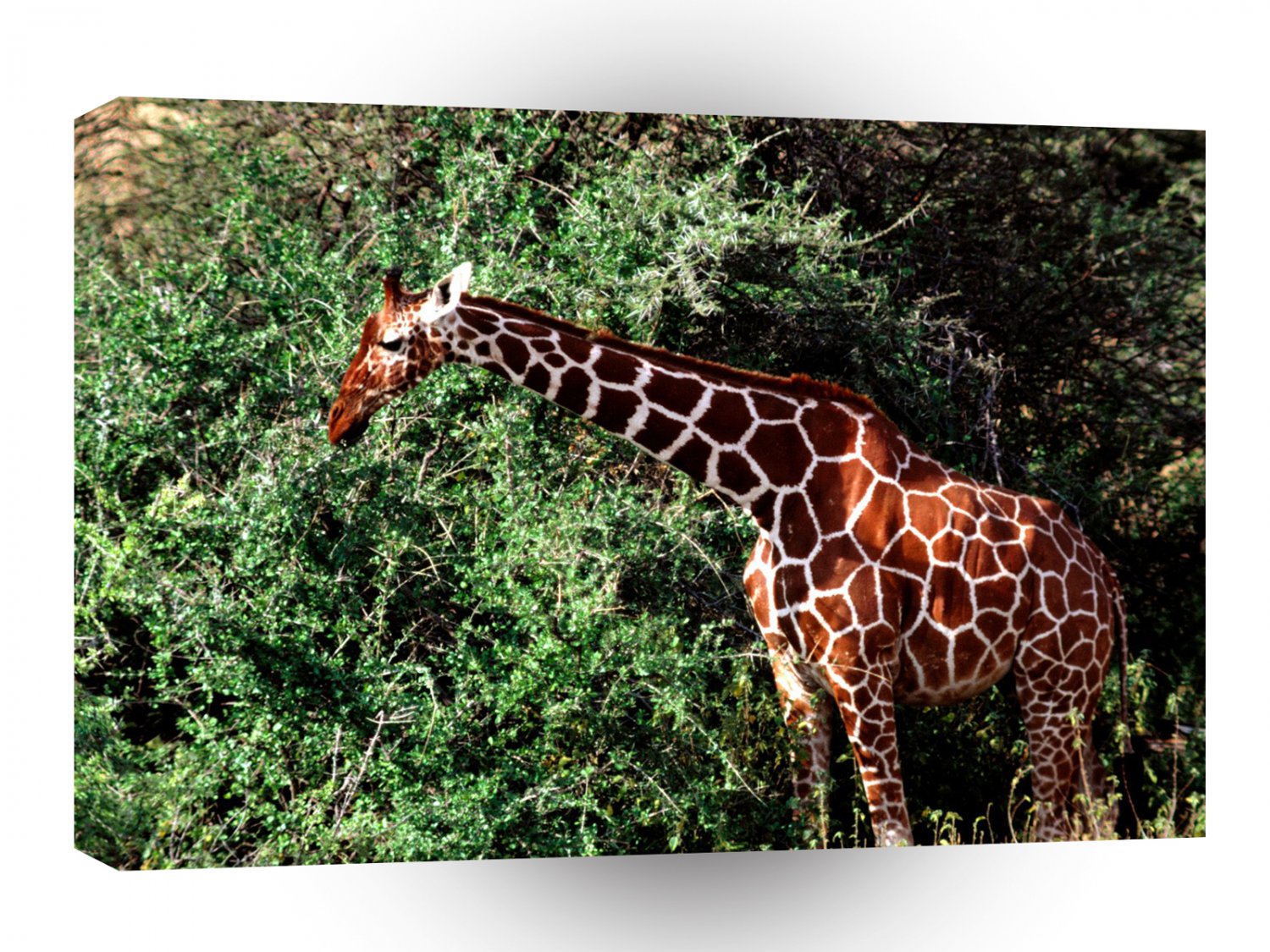 Giraffe Having A Ball A1 Xlarge Canvas