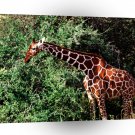Giraffe Having A Ball A1 Xlarge Canvas
