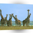 Giraffe Herd In Field Kenya Africa A1 Xlarge Canvas