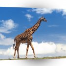 Giraffe Lonsome Masai Mara Kenya A1 Xlarge Canvas