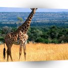 Giraffe Mr Big Masai Reserve A1 Xlarge Canvas