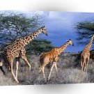 Giraffe Reticulated Day Kenya Africa A1 Xlarge Canvas
