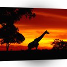 Giraffe Solitary Evening A1 Xlarge Canvas