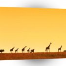 Giraffe Walk Along A1 Xlarge Canvas