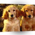Golden Retriever Attention Seekers A1 Xlarge Canvas