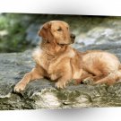 Golden Retriever Buddy On A Rock A1 Xlarge Canvas