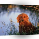 Golden Retriever Face Of Sunset A1 Xlarge Canvas