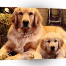 Golden Retriever Family Portrait A1 Xlarge Canvas