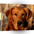 Golden Retriever Fields Of Gold A1 Xlarge Canvas