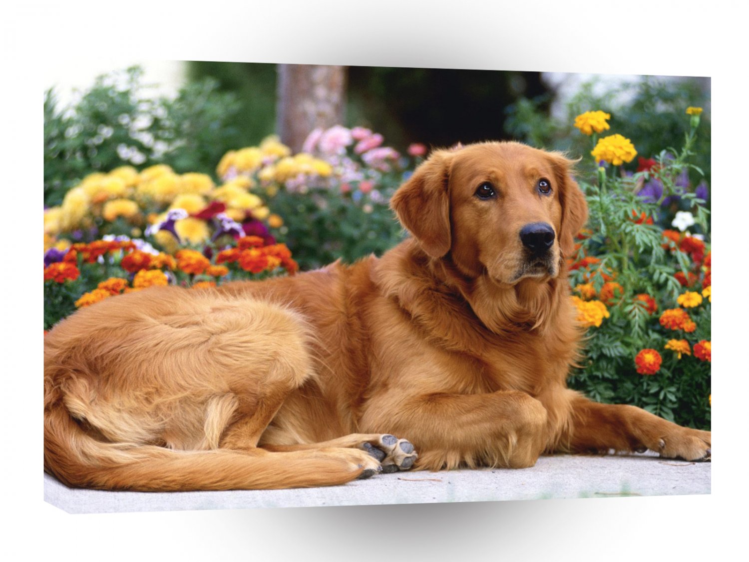 Golden Retriever Obey Your Master A1 Xlarge Canvas