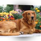 Golden Retriever Obey Your Master A1 Xlarge Canvas