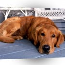 Golden Retriever Porch Pooch A1 Xlarge Canvas