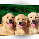 Golden Retriever Rub A Dub Dub A1 Xlarge Canvas