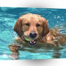 Golden Retriever Staying Cool A1 Xlarge Canvas