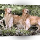 Golden Retriever Two Champion Brothers A1 Xlarge Canvas