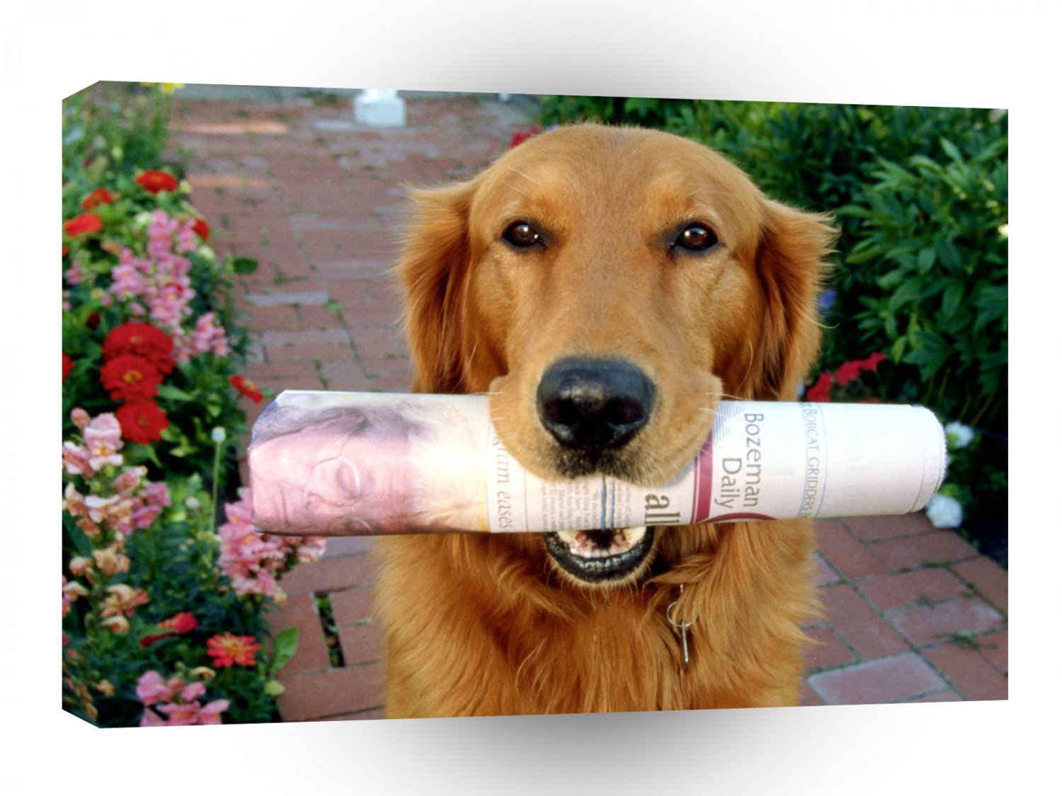 Golden Retriever Wheres My Tip A1 Xlarge Canvas