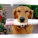Golden Retriever Wheres My Tip A1 Xlarge Canvas