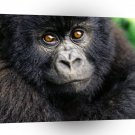 Gorillas Big Baby Boo A1 Xlarge Canvas