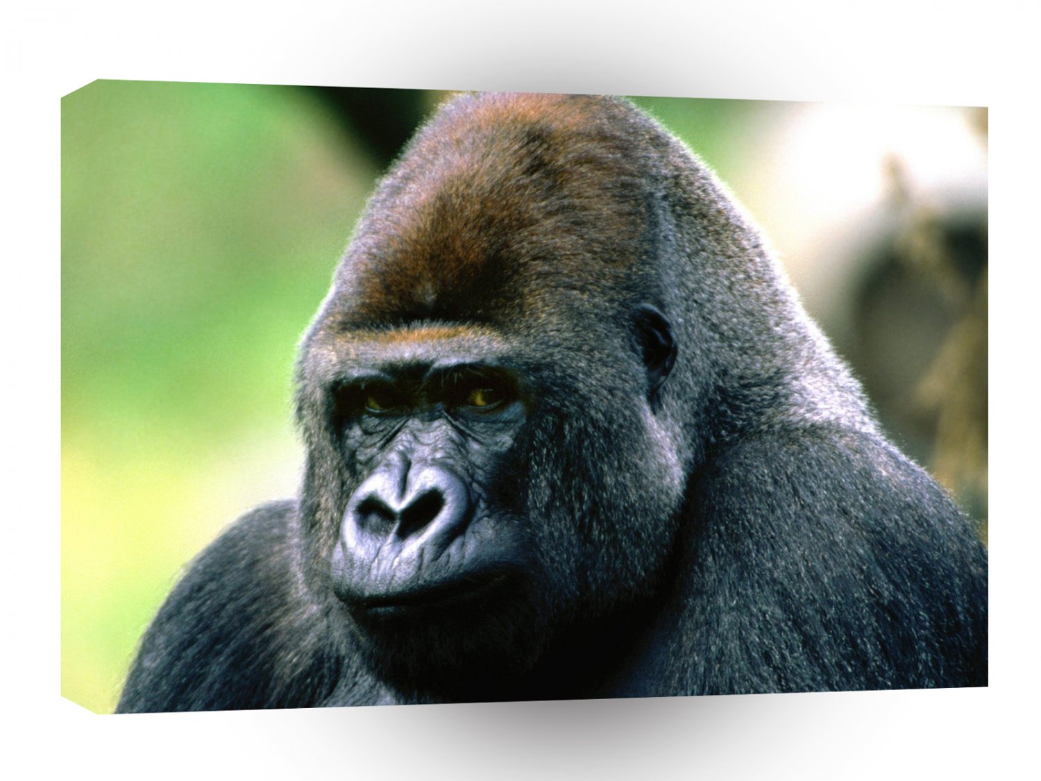 Gorillas Brooding Western Lowland A1 Xlarge Canvas