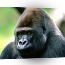 Gorillas Brooding Western Lowland A1 Xlarge Canvas