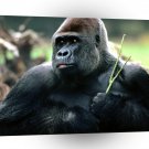 Gorillas Candid Western Lowland A1 Xlarge Canvas