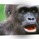 Gorillas Cant Be Serious A1 Xlarge Canvas