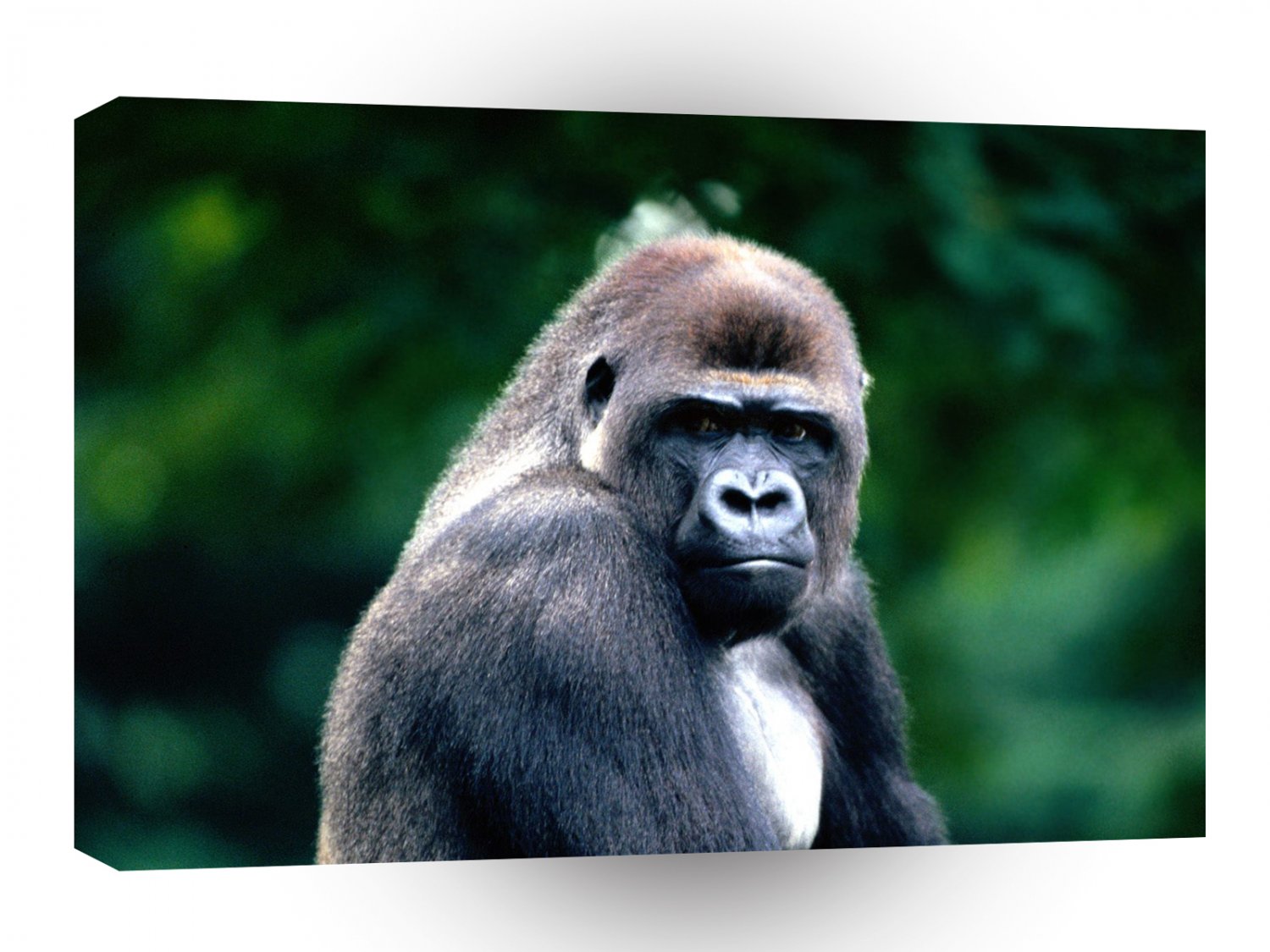 Gorillas Dont Bug Me Western Lowland A1 Xlarge Canvas