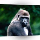 Gorillas Dont Bug Me Western Lowland A1 Xlarge Canvas