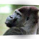 Gorillas Im Watching You Guys A1 Xlarge Canvas
