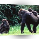 Gorillas Making It Happen A1 Xlarge Canvas