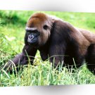 Gorillas Season Pickings Western A1 Xlarge Canvas