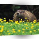 Groundhog Buttercup Day Mountain A1 Xlarge Canvas