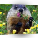 Groundhog Have A Nibble A1 Xlarge Canvas