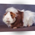 Guinea Pig A1 Xlarge Canvas