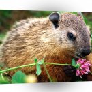 Hamster Dinner Salad Woodchuck A1 Xlarge Canvas