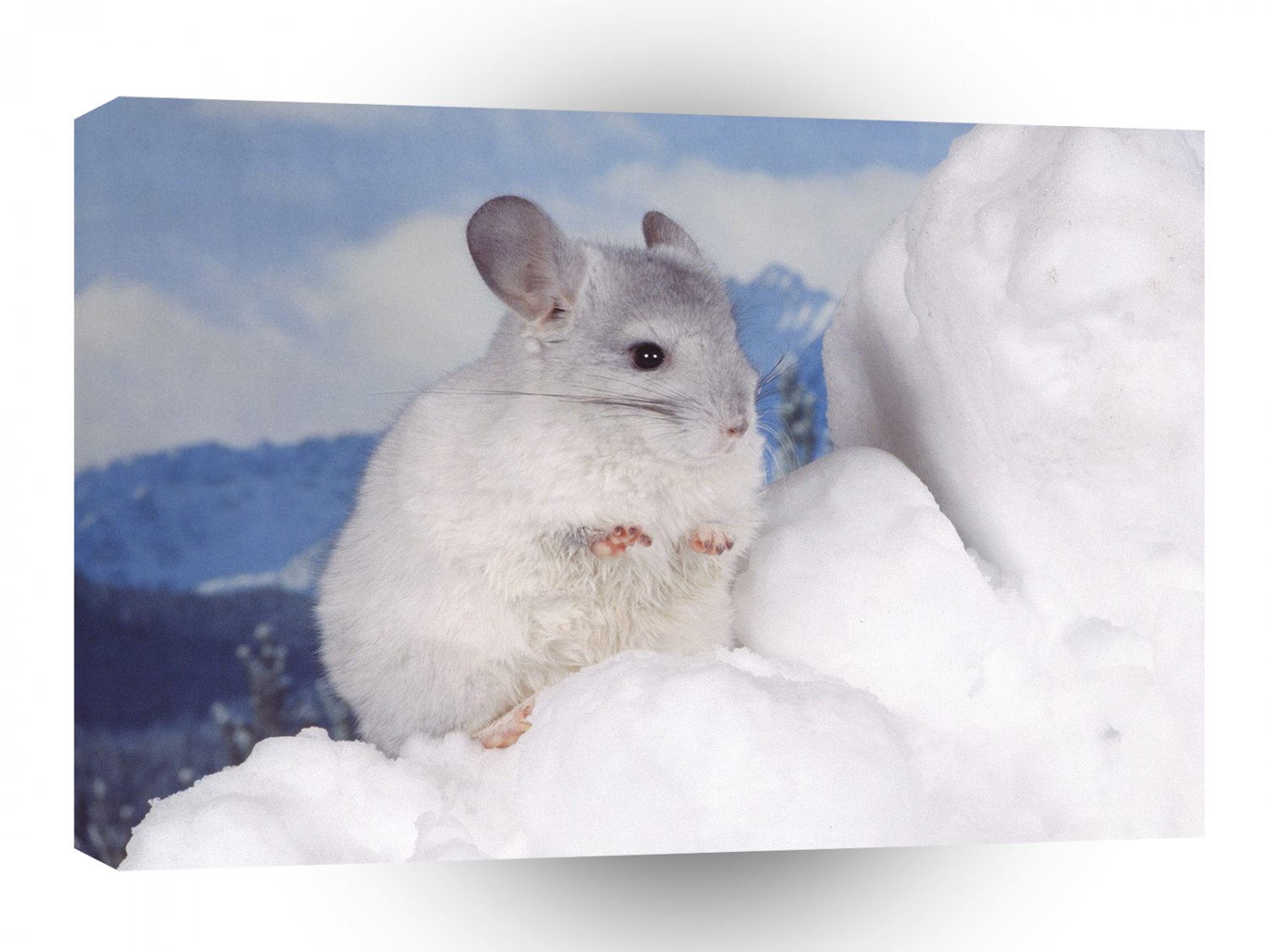 Hamster Snowy Rascal A1 Xlarge Canvas