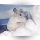 Hamster Snowy Rascal A1 Xlarge Canvas